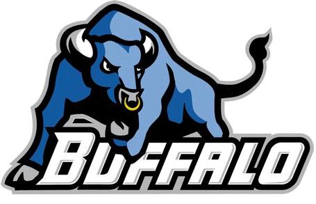 buffalo bulls