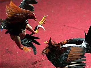 cockfighting